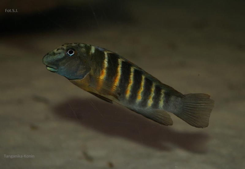 Eretmodus cf. marksmithi 'Mabilibili'